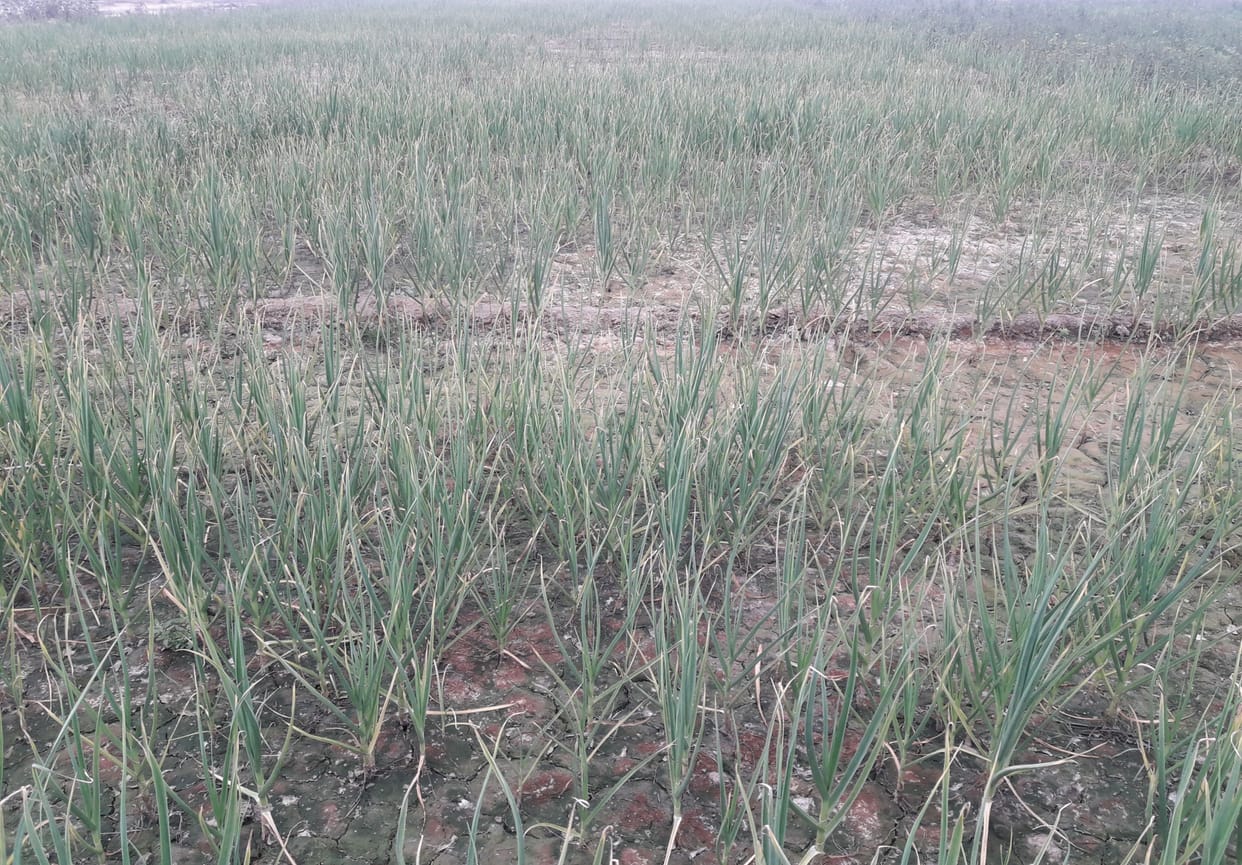 agriculture