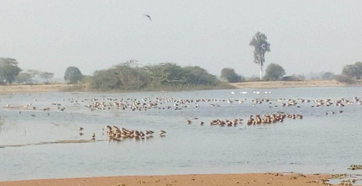bird sanctuary