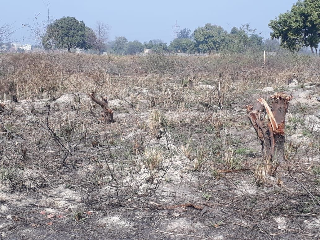 Thieves took 2500 trees planted in 100 bighas of land