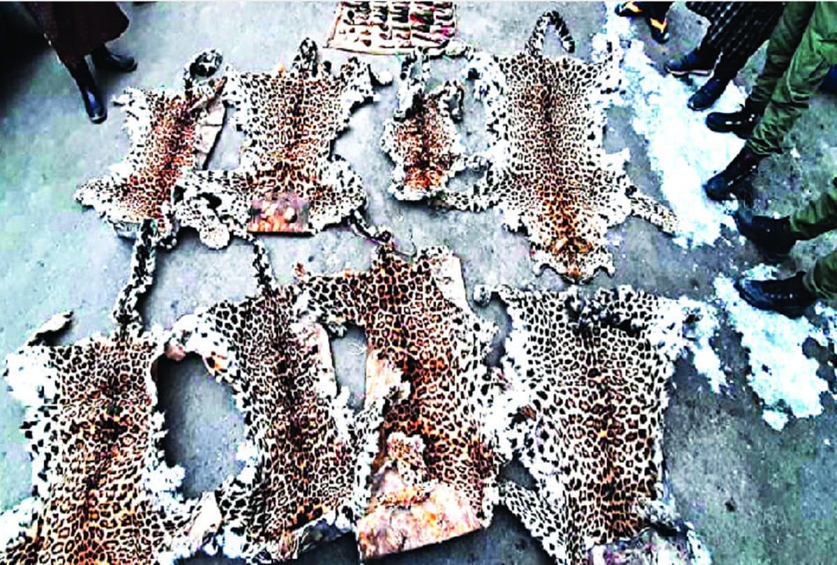 jammu kashmir news: Leopard skins and body parts of other animals found in the raid
