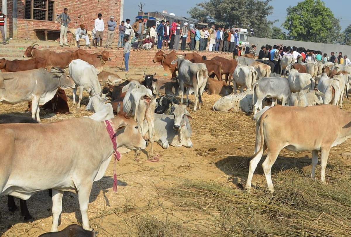 heinous Crime Story of Triple Murder In Jaitpur Animal Market Gorakhpur history