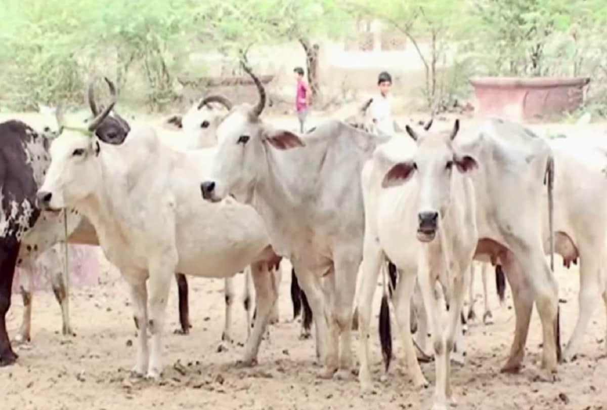 heinous Crime Story of Triple Murder In Jaitpur Animal Market Gorakhpur history
