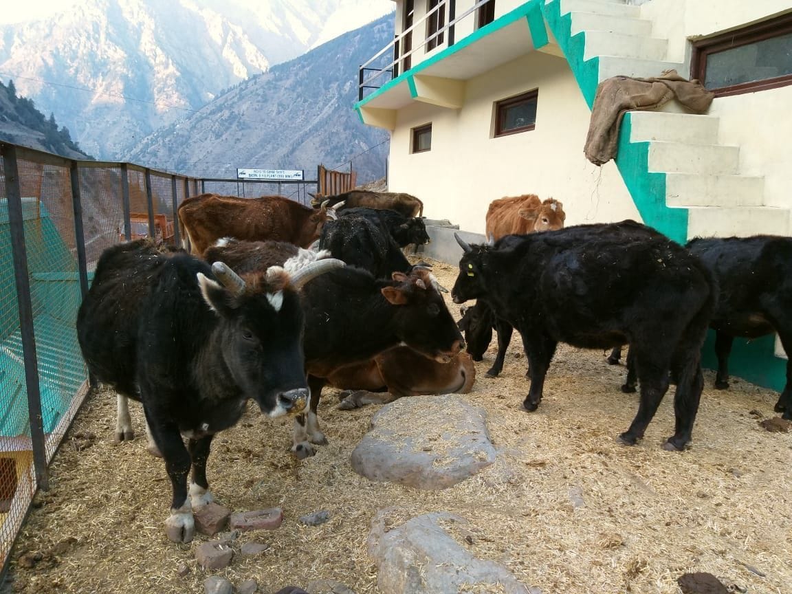 Destitute animals are not getting fodder in Badang