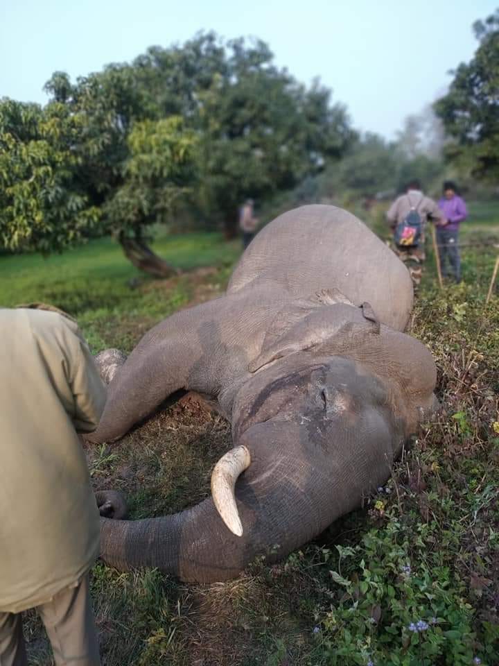 uttarakhand news : elephant died due to electricity current in ramnagar