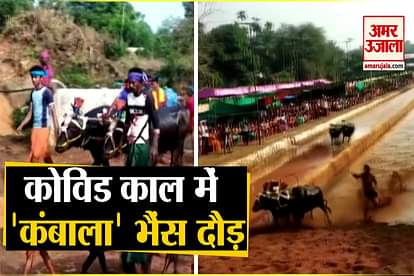 Buffalo Race Held in Karnataka