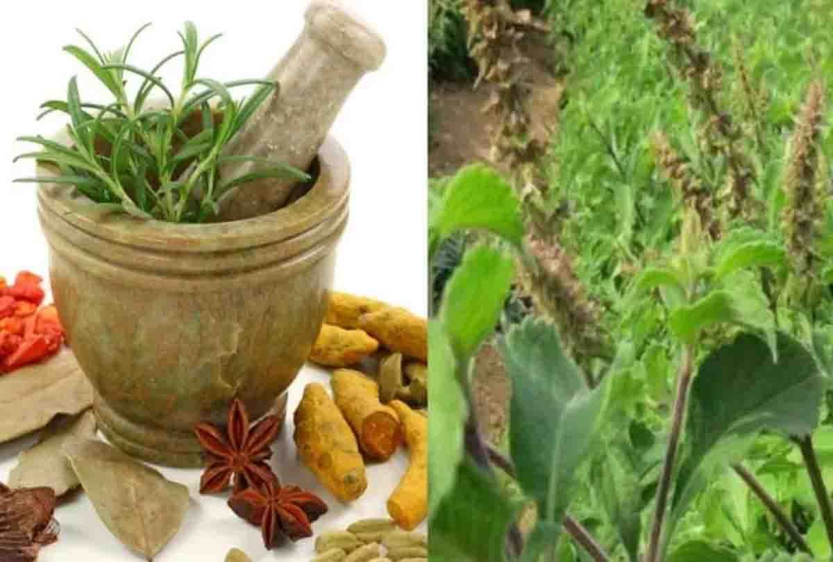 Identify herbs, build herbal kitchen clinics at home, Ayurvedic experts will start free camps