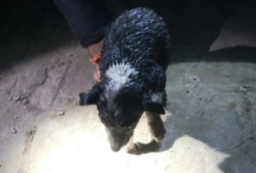 A puppy falls down in a well, menka gandhi send team for rescue.