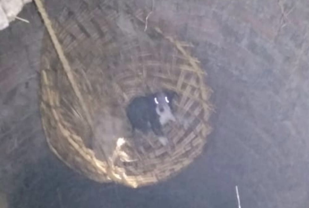 A puppy falls down in a well, menka gandhi send team for rescue.