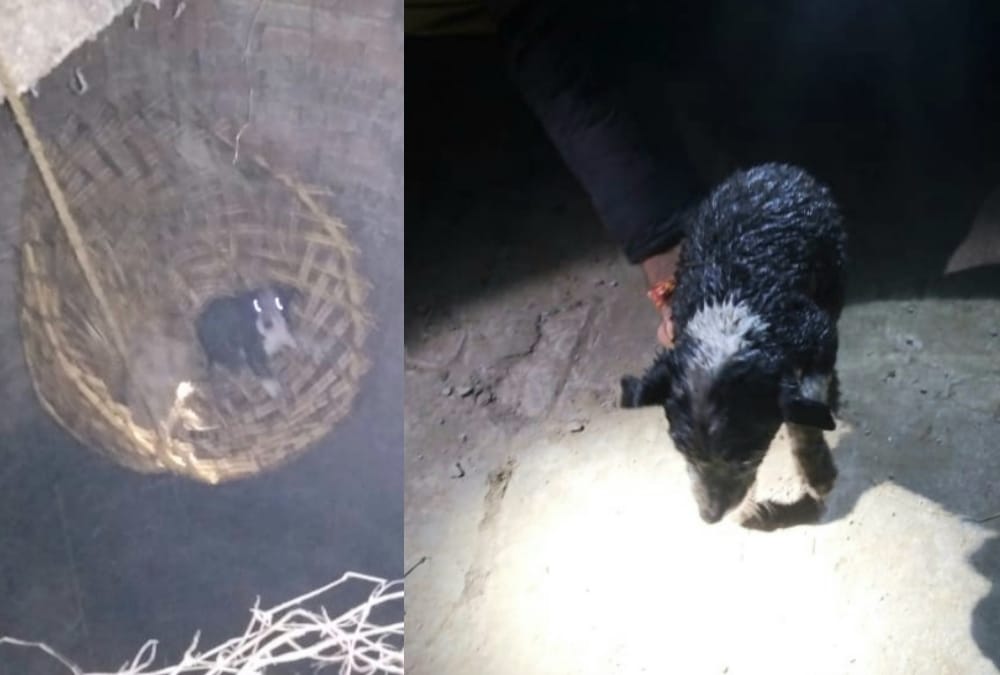 A puppy falls down in a well, menka gandhi send team for rescue.
