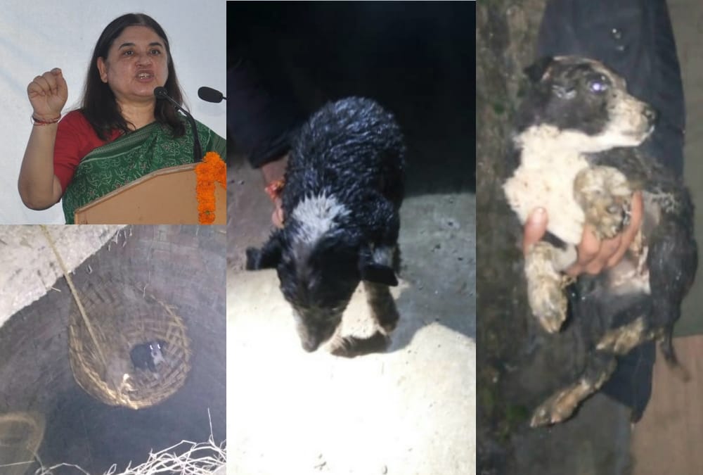 A puppy falls down in a well, menka gandhi send team for rescue.