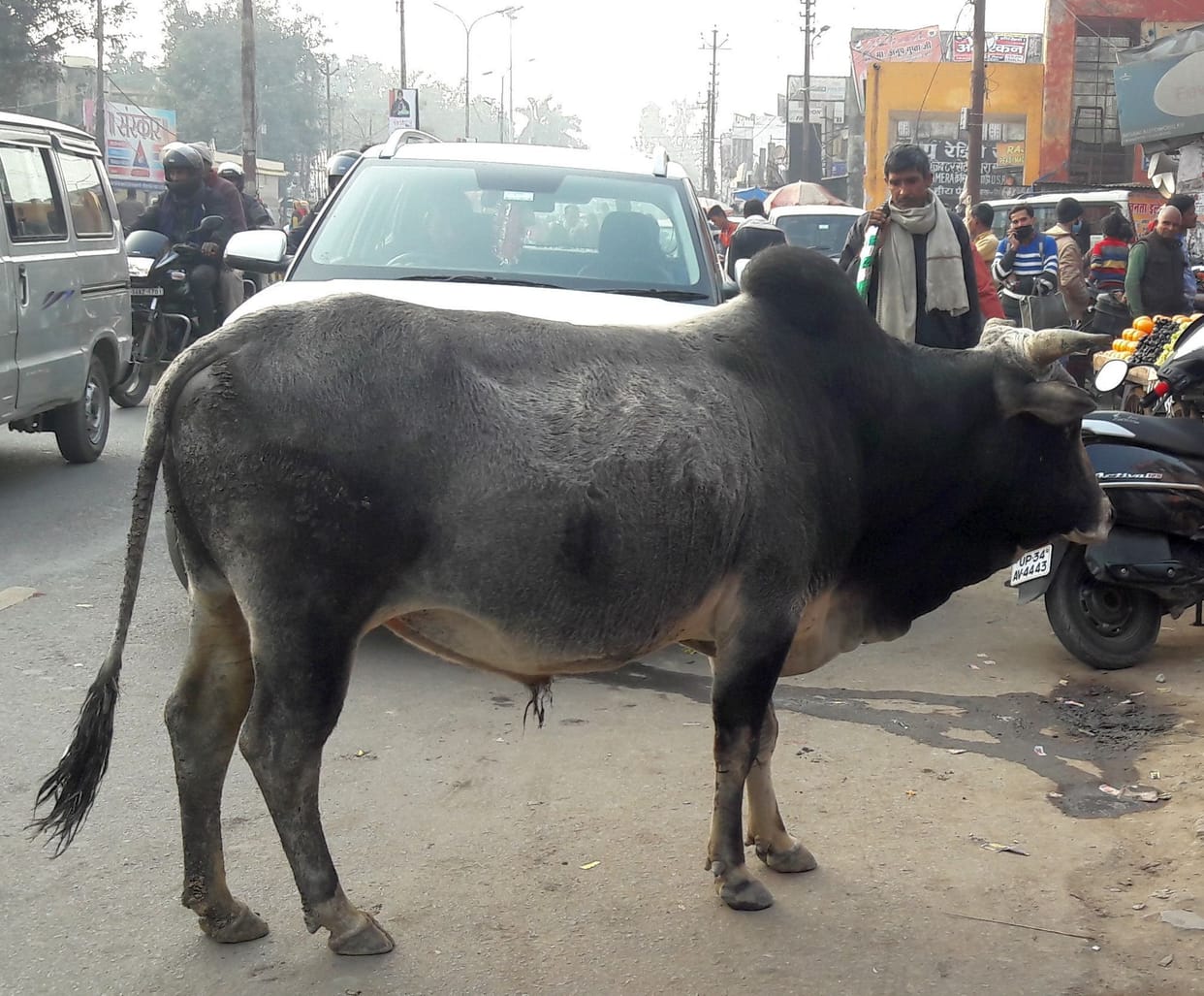 Animal camping on the road
