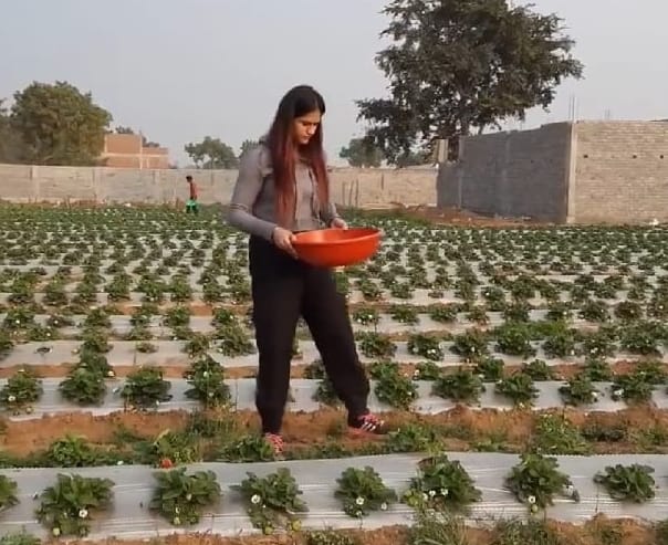 strawberry farming pm modi praised gurleen chawla