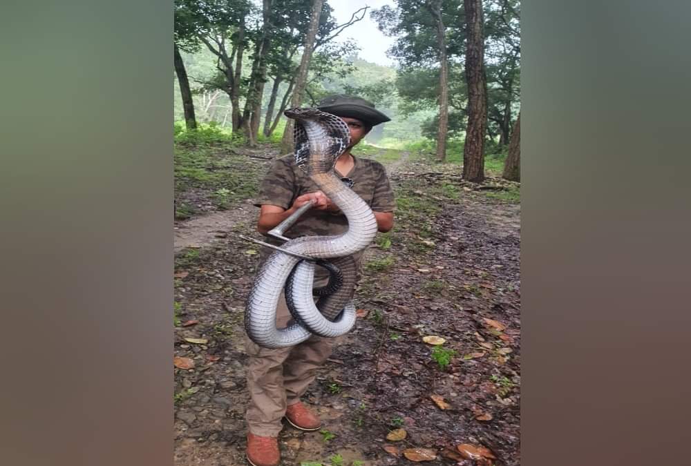 Uttarakhand: Giant cobra rescued in Dehradun, see pictures