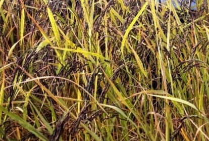 Black paddy becomes the beneficial crop for farmers in Chandauli.