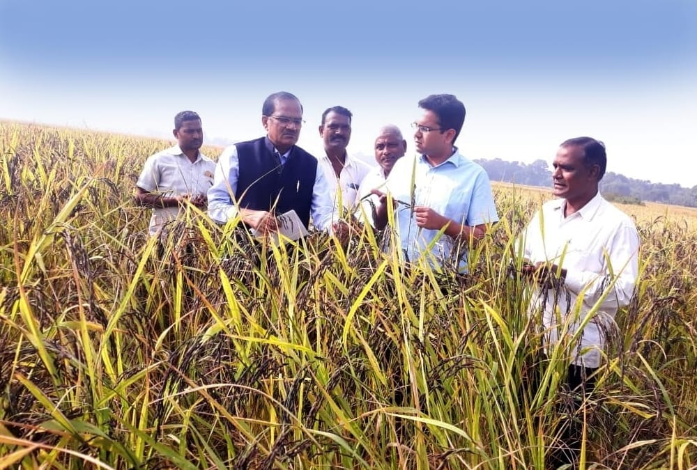 Black paddy becomes the beneficial crop for farmers in Chandauli.