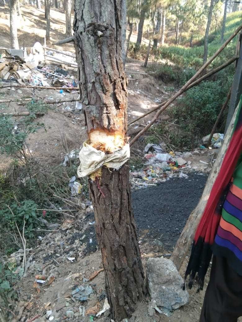 Trees are being cut in Pati Van Panchayat, houses are being built