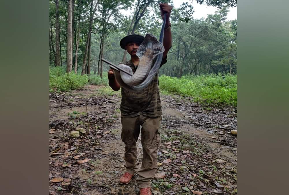 Uttarakhand: Giant cobra rescued in Dehradun, see pictures