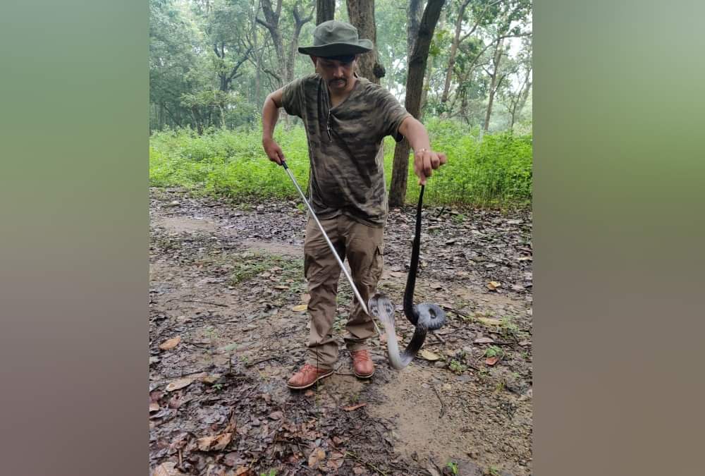 Uttarakhand: Giant cobra rescued in Dehradun, see pictures