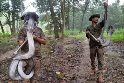 देहरादून में मिला विशालकाय कोबरा