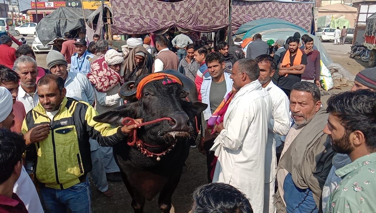 farmers protest, buffalo, one crore