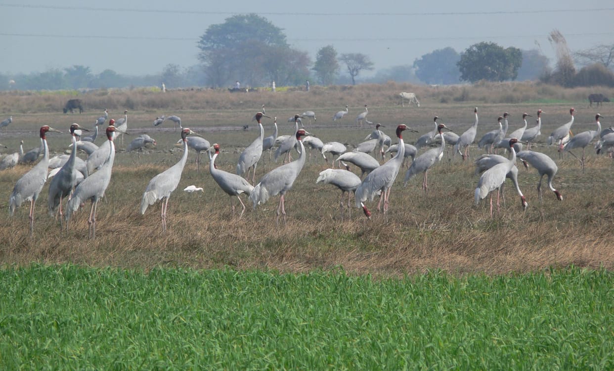Birds in Mainpuri