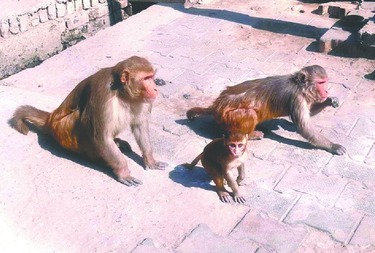 Monkeys Terror In State Bank Of India Baldev Mathura