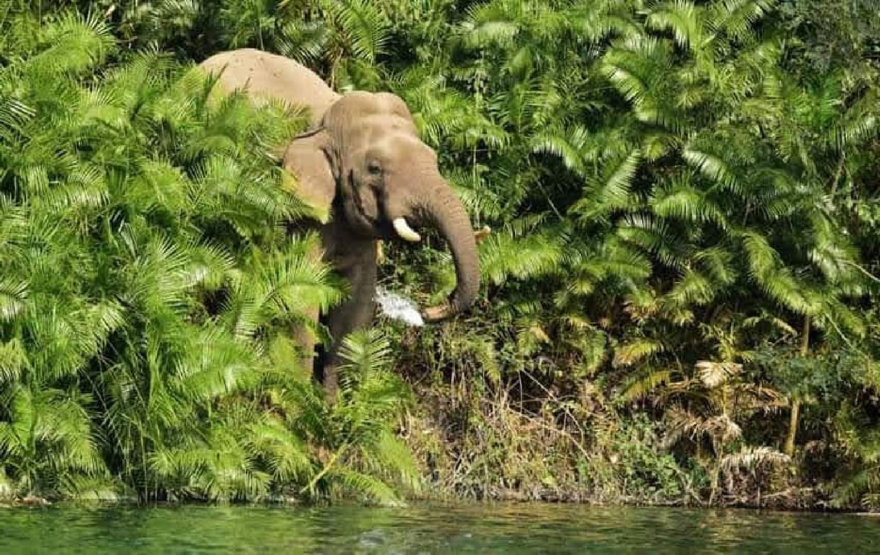 Tusker elephant seen playing water on the banks of Gerua