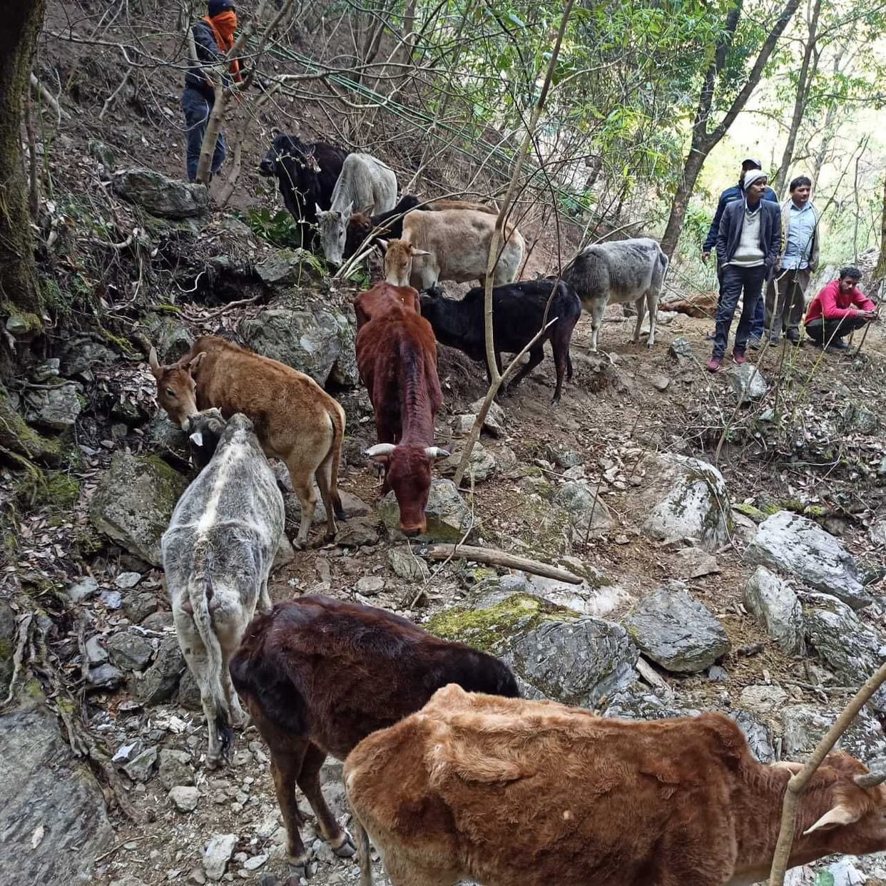 The SDRF rescued the bovines trapped in Ghadre, six of the 18 bovines trapped for three days had died.