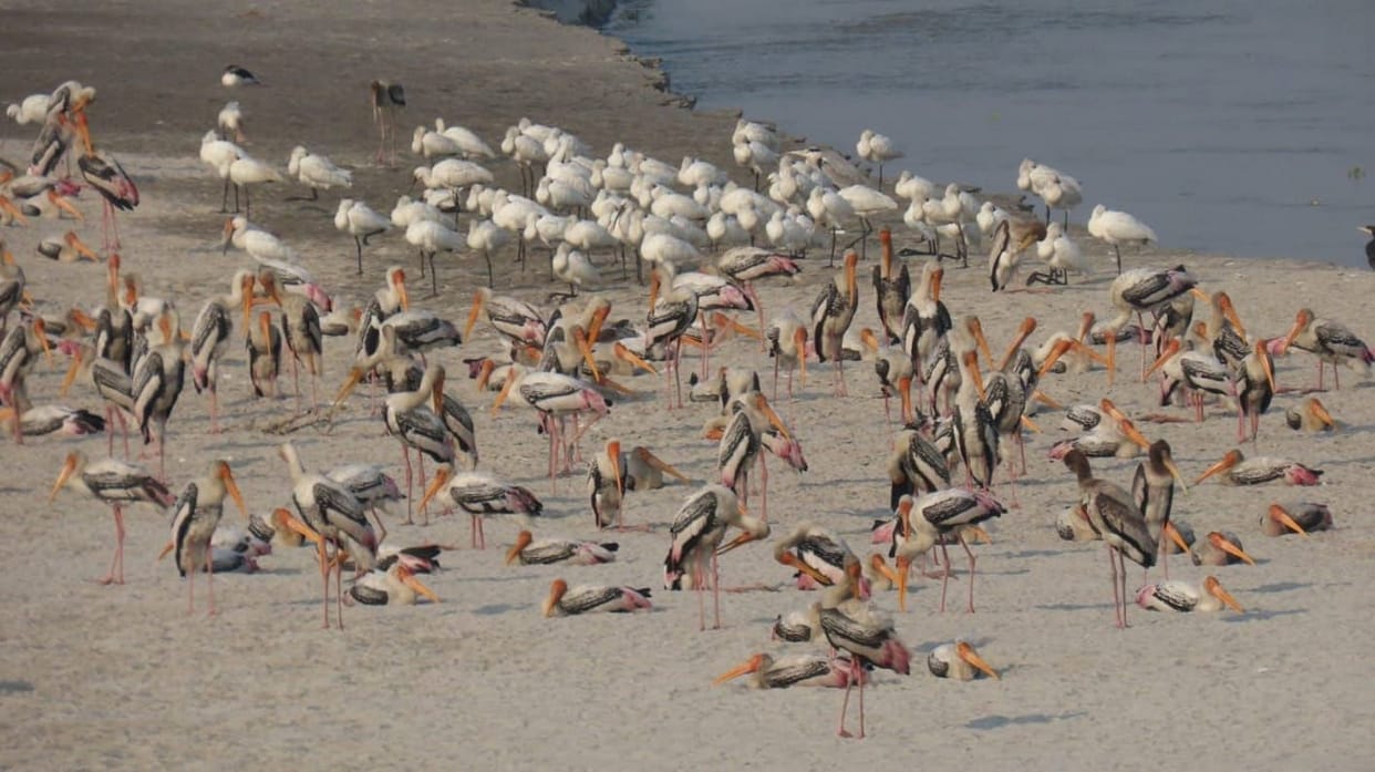 More than 35 thousand birds migrate to Wetland