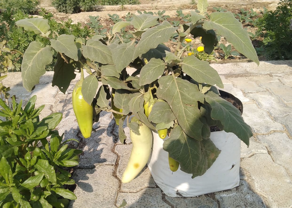 kannauj,agricalture,kannauj news,brinjal