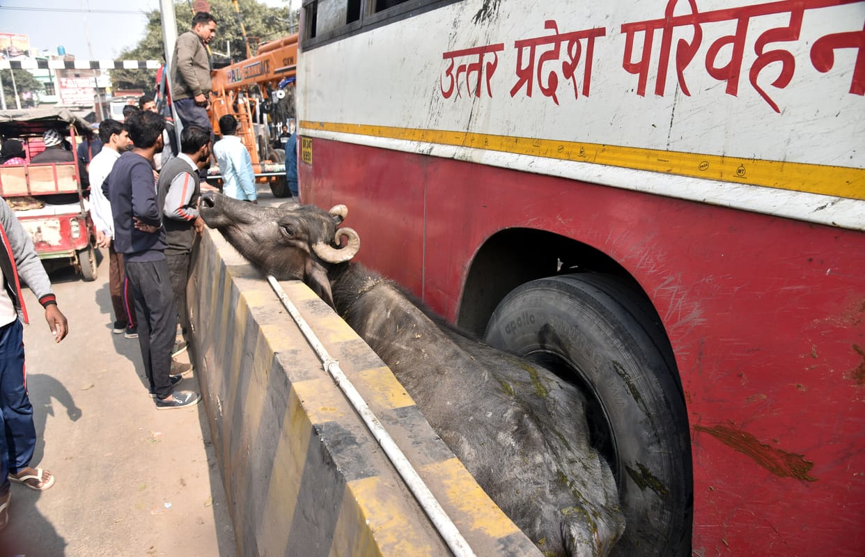 jam in chandausi for buffalo