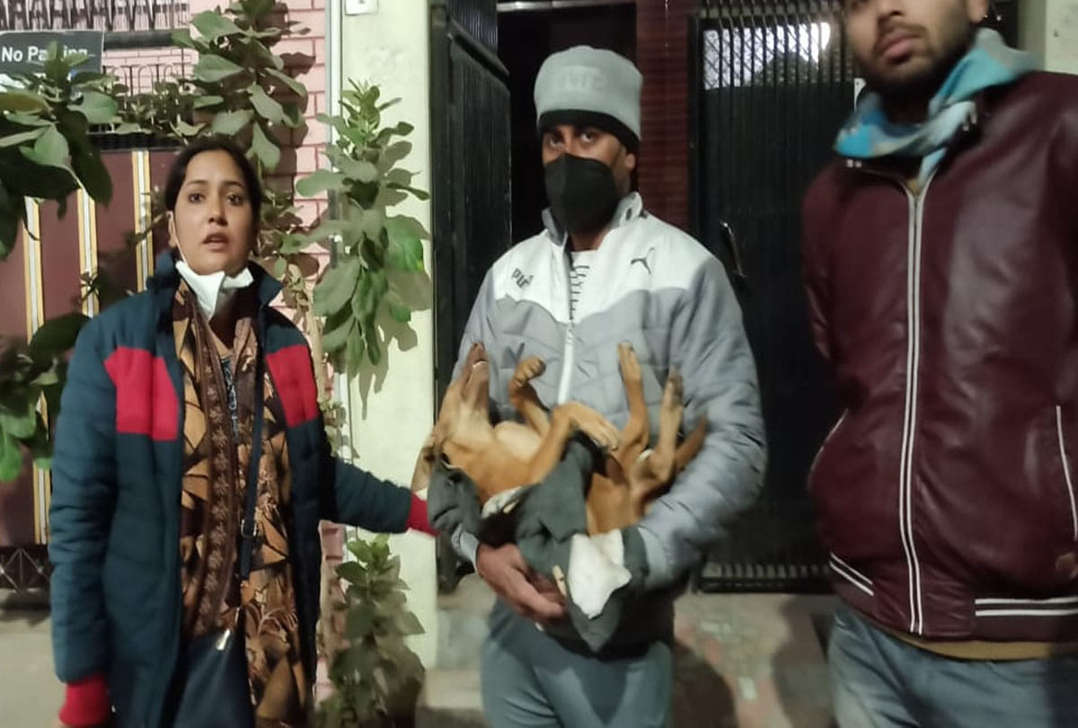 Pet dog killed for house grab in kanpur