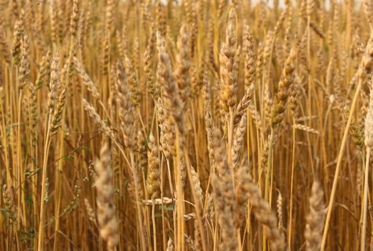 Six species of CSA released