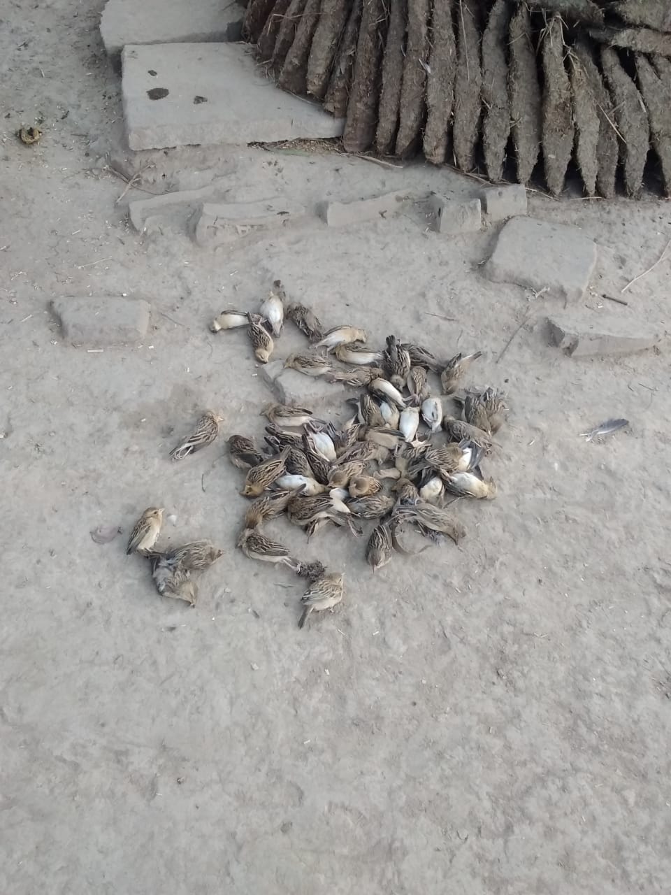 Half a dozen sparrows found dead in the garden, the villagers are scared of bird flu