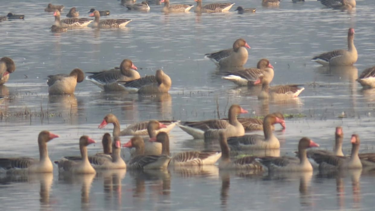 Birds of 114 creatures seen in Hyderpur Wetland