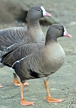 114 species of birds seen in Hyderpur Wetland