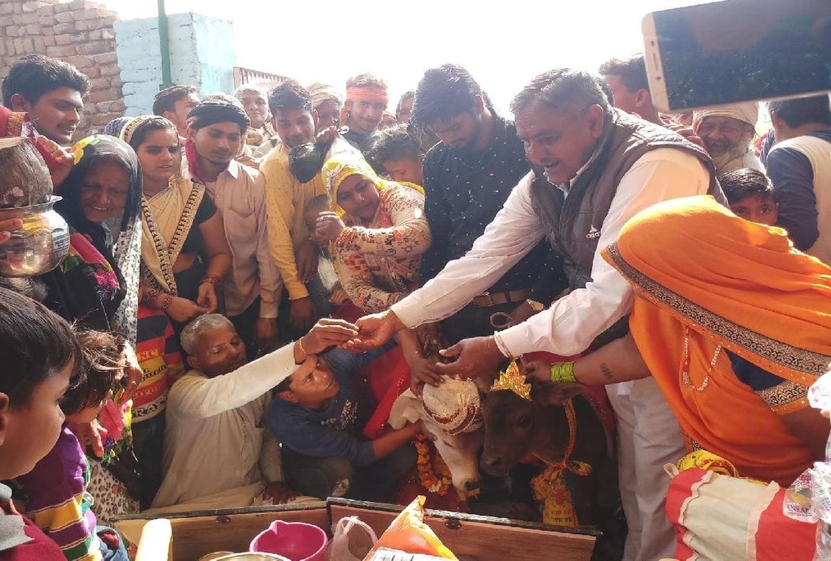 Cow And Calf Marriage In Raya Mathura