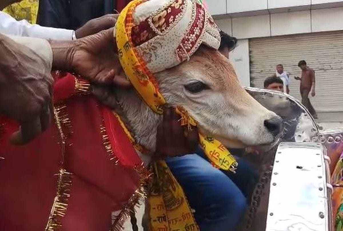 Cow And Calf Marriage In Raya Mathura