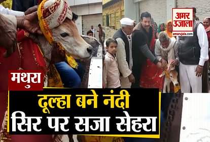 Cow Marriage With Calf In Raya Mathura