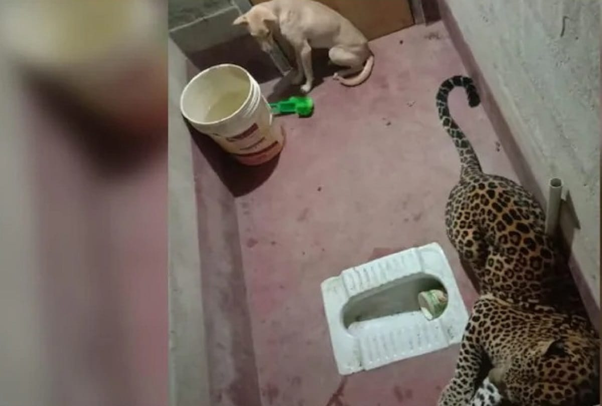 Leopard and dog trapped in toilet, know what happened for nine hours
