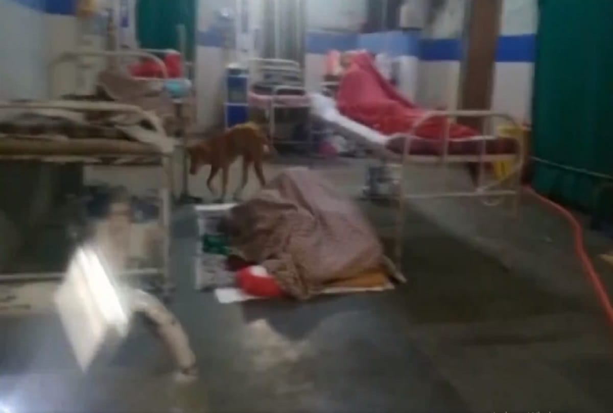 Stray dogs seen inside a patient ward at Government Medical College and Hospital in Nagpur Maharashtra viral video