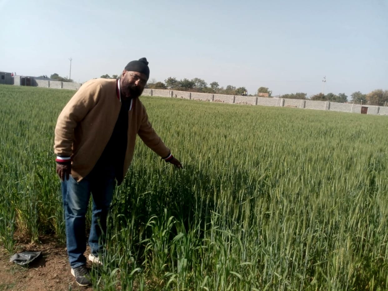 Black wheat more production in jhansi