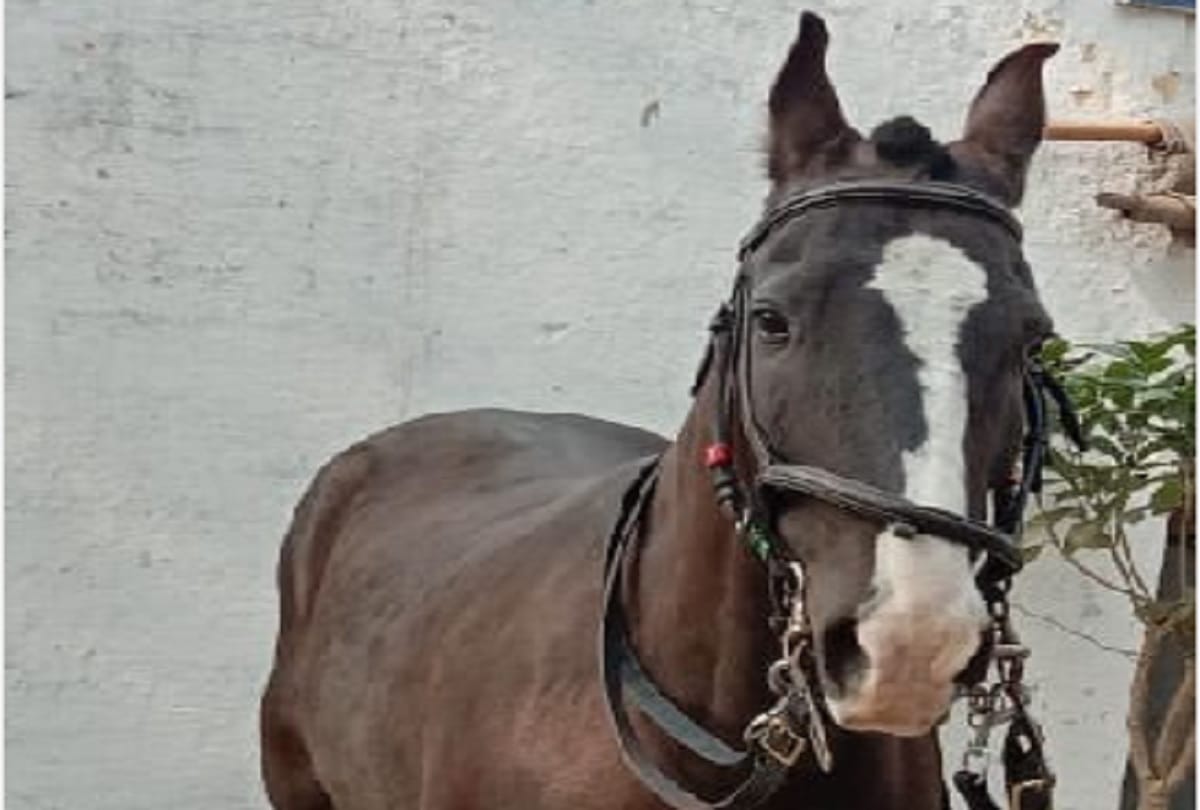 Bareilly news: The crime of Rambo and Phantom is nothing but bound for life imprisonment