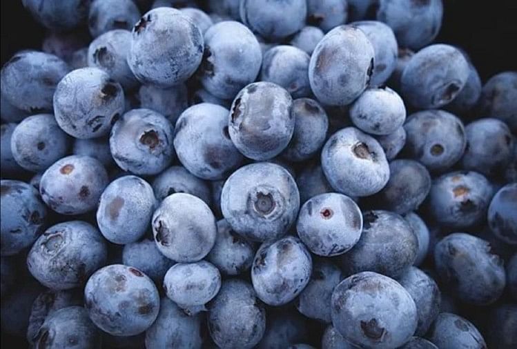 इस फल का सेवन कर बढ़ाएं इम्यूनिटी, कब्ज को भी रोकने में मिलती है मदद -  Health Benefits Of Blueberry Fruit In Hindi - Amar Ujala Hindi News Live