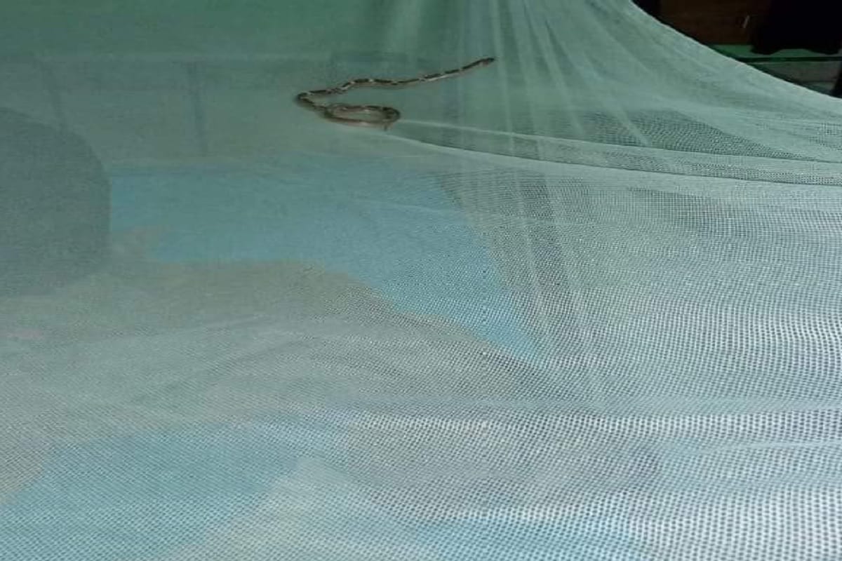 Snake found on mosquito net at TTE Rest House of PDDU Nagar Station Chandauli