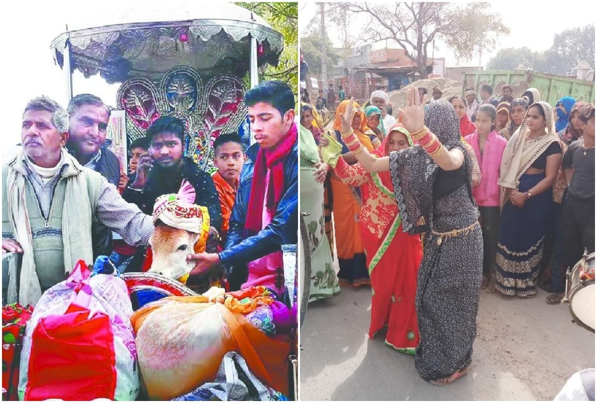Cow And Calf Marriage In Raya Mathura