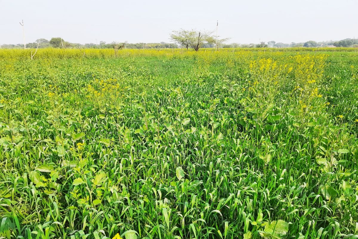 The rainy season increased farmers' heartbeat