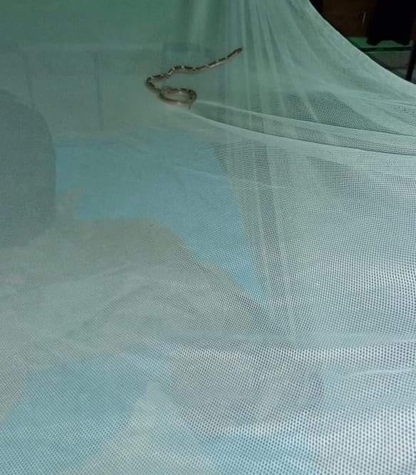Mosquito net