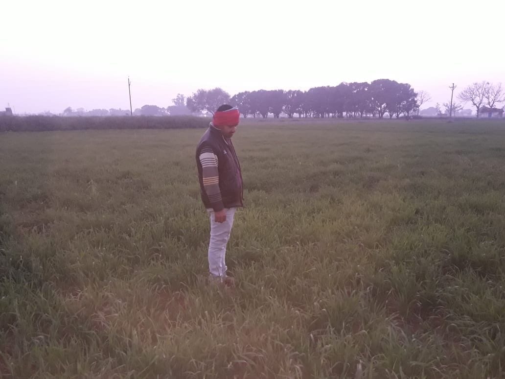 agriculture,kannauj,WHEAT,kannauj news