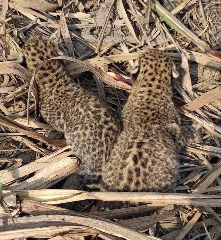 Two gullar cubs found in sugarcane field